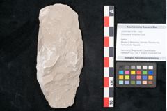 Foto (Objekt + Etikett) von Dictyopteris brongniarti Gutb. (NHMW-GEO-2024-0188-10785)